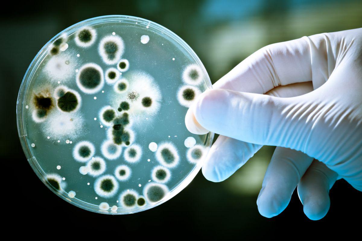 Проведение лабораторных микробиологических и иммунологических исследований (выпускники)